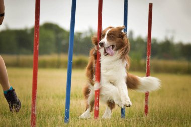 Redmerle Australian Shepherd, Czech çeviklik yarışması slalom 'da koşuyor. Pesopark köpek parkında Prag çeviklik yarışması.