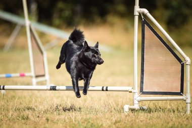 Köpek, çeviklik abidesi. Harika bir akşam, Engel bir spor müsabakası için özel çeviklik eğitimi alıyor.