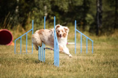 Avustralyalı çoban engellerin üzerinden atlıyor. Czech çeviklik özel eğitiminde harika bir gün.