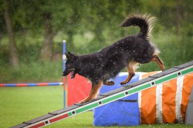 Çeviklik dengesinde bohem çoban köpeği. Czech çeviklik yarışmasında harika bir gün. Ortanca uzmanlar. Anlamı A2..