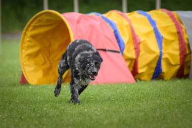 Köpek, Mudi çeviklik içinde. Harika bir akşam, Engel bir spor müsabakası için özel çeviklik eğitimi alıyor.