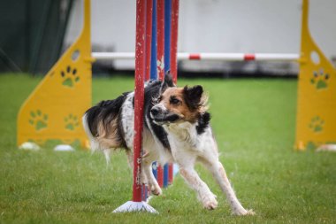 Siyah ve beyaz Bohem Benekli Köpek çeviklik yarışmasında slalom koşuyor..