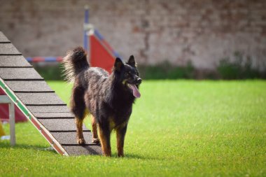 Çeviklik dengesinde bohem çoban köpeği. Czech çeviklik yarışmasında harika bir gün. Ortanca uzmanlar. Anlamı A2..