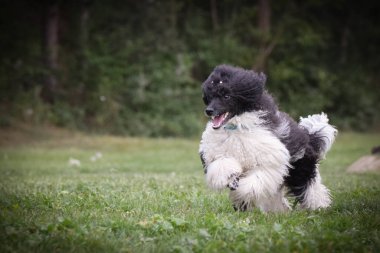 Kaniş yavrusu doğada koşuyor. Dışarıda çok mutlu. Topunu istiyor.