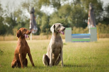 Köpek, Weimaraner çimenlerde oturuyor. Czech çeviklik yarışmasında harika bir gün..