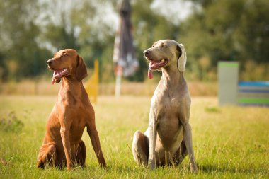 Köpek, Weimaraner çimenlerde oturuyor. Czech çeviklik yarışmasında harika bir gün..
