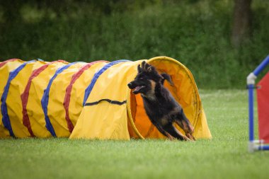 Bohem çoban köpeği çeviklik tünelinde koşuyor. Czech çeviklik özel eğitiminde harika bir gün.