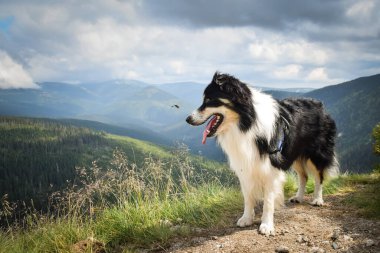 Czech Dağı Krkonose 'daki yolda duran çoban köpeği. Çok komik.