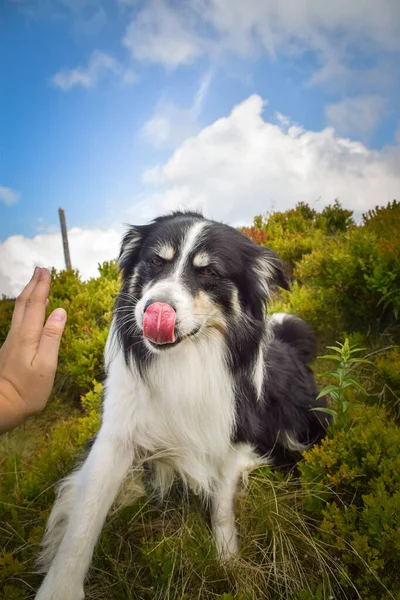 border collie is begging in the field in the nature, in mountain in czech republic. She is very happy.