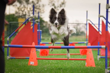Çeviklik içindeki Border Collie. Harika bir akşam, Engel bir spor müsabakası için özel çeviklik eğitimi alıyor.