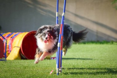 Avustralyalı çoban çeviklik içinde koşuyor. Harika bir akşam, Engel bir spor müsabakası için özel çeviklik eğitimi alıyor.