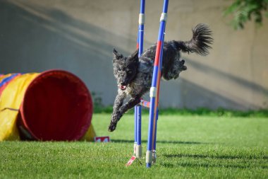 Mudi çeviktir. Harika bir akşam, Engel bir spor müsabakası için özel çeviklik eğitimi alıyor.