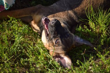 Çayırda yatan Alman çoban köpeğinin portresi. Çok mutlu..