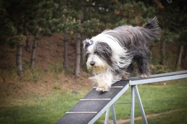 Köpek sakallı Collie 'yi çeviklik dengesi kirişinde tuttu. Czech çeviklik yarışmasında harika bir gün. Ortanca uzmanlar. Anlamı A2..