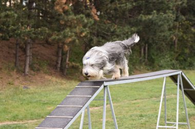 Köpek sakallı Collie 'yi çeviklik dengesi kirişinde tuttu. Czech çeviklik yarışmasında harika bir gün. Ortanca uzmanlar. Anlamı A2..