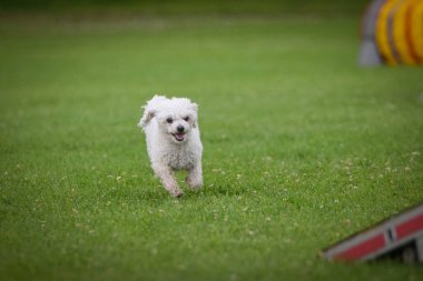 Beyaz köpek çeviklik parkında koşuyor. Czech çeviklik özel eğitiminde harika bir gün.