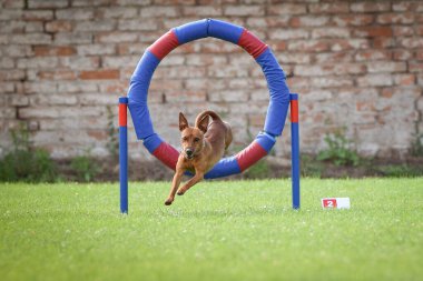 Çılgın Minyatür Pinscher lastiğe atlıyor. Czech çeviklik özel eğitiminde harika bir gün.