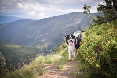 Czech Dağı Krkonose 'daki yolda duran çoban köpeği. Çok komik.