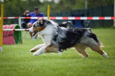 Köpek, çeviklik içinde koşuyor. Harika bir akşam, Engel bir spor müsabakası için özel çeviklik eğitimi alıyor.