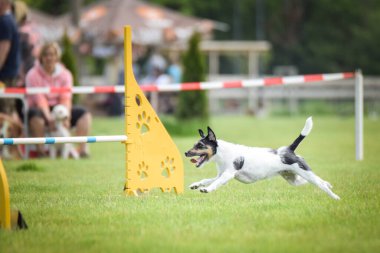 Jack russel çeviklik içinde koşuyor. Harika bir akşam, Engel bir spor müsabakası için özel çeviklik eğitimi alıyor.