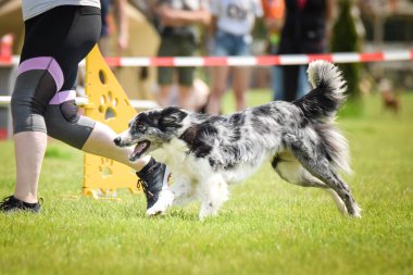 Köpek, çeviklik içinde koşuyor. Harika bir akşam, Engel bir spor müsabakası için özel çeviklik eğitimi alıyor.