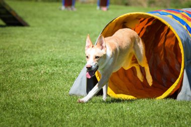 Beyaz köpek çeviklik tünelinde koşuyor. Czech çeviklik özel eğitiminde harika bir gün.