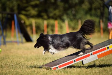 Çılgın Sheltie çeviklik parkında köpek testere ile koşuyor. Rekabet için yeni şeyler öğretiyor..