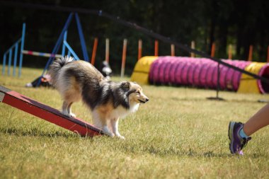 Çılgın Sheltie çeviklik parkında köpek testere ile koşuyor. Rekabet için yeni şeyler öğretiyor..