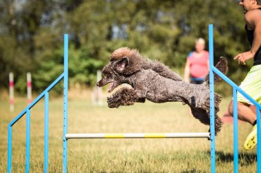 Kaniş engellerin üzerinden atlıyor. Czech çeviklik özel eğitiminde harika bir gün.