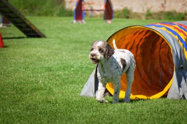 Beyaz köpek çeviklik tünelinde koşuyor. Czech çeviklik özel eğitiminde harika bir gün.