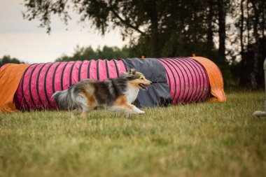 Sheltie çeviklik kampında koşuyor. Harika bir akşam, Engel bir spor müsabakası için özel çeviklik eğitimi alıyor.