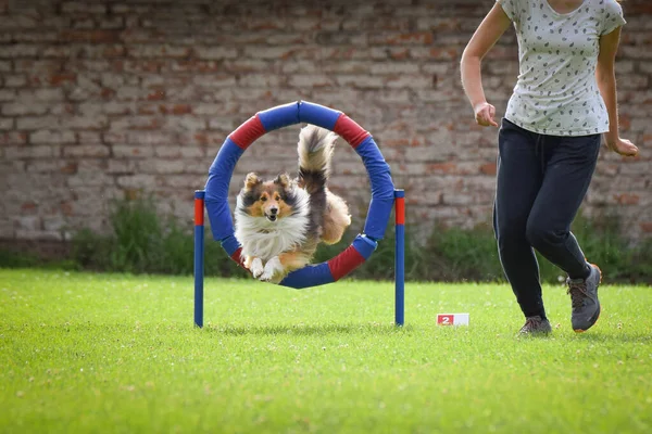Sheltie lastiğe atlıyor. Czech çeviklik özel eğitiminde harika bir gün.