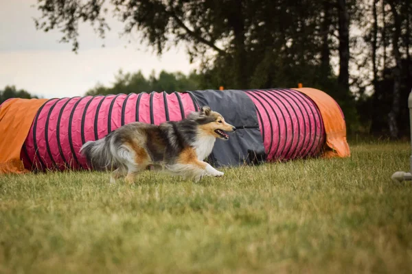 Sheltie çeviklik kampında koşuyor. Harika bir akşam, Engel bir spor müsabakası için özel çeviklik eğitimi alıyor.