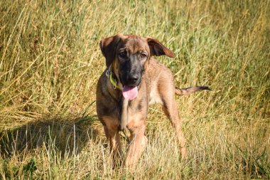 Çayırda koşan Alman Çoban Köpeği. Çok mutlu..