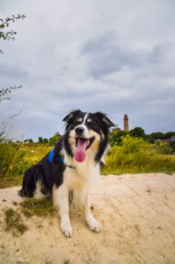 Border collie, Almanya 'nın doğasında deniz fenerine yakın bir alanda oturuyor. Çok mutlu..