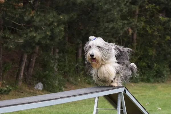 Köpek sakallı Collie 'yi çeviklik dengesi kirişinde tuttu. Czech çeviklik yarışmasında harika bir gün. Ortanca uzmanlar. Anlamı A2..