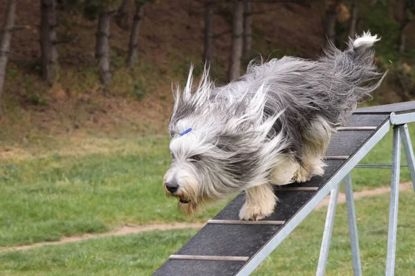 Collie Barbuto Cane Fascio Equilibrio Agilità Splendida Giornata Sulla Gara — Foto Stock