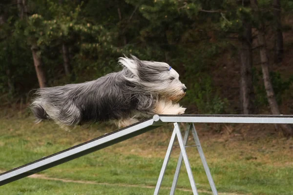 Dog Bearded Collie Viga Equilibrio Agilidad Increíble Día Competencia Agilidad —  Fotos de Stock