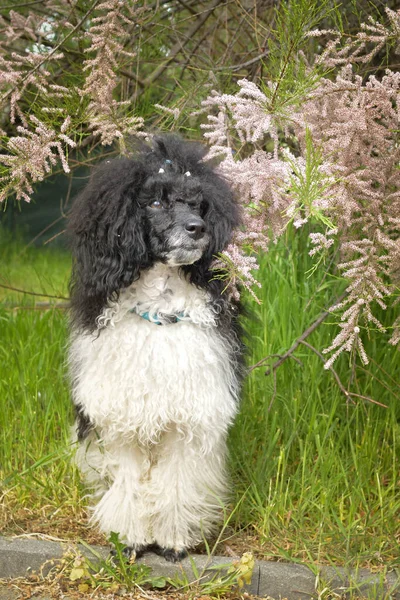 Poodle Sitting Nature Looks Fluffy Cute Dog — Stock Photo, Image