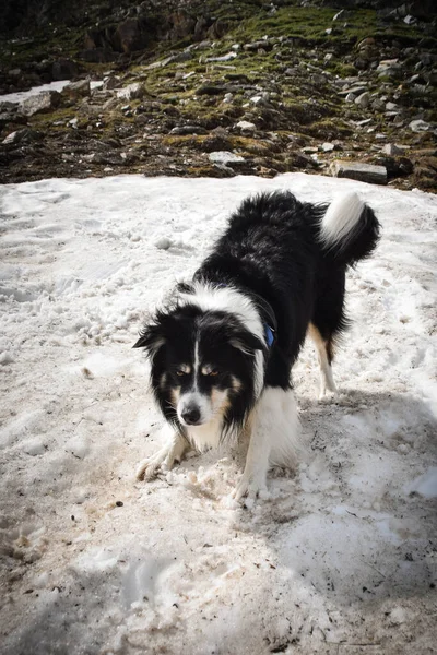 Portrait Border Collie Catching Snow Austria Nature Waiting Stone — Stock Photo, Image