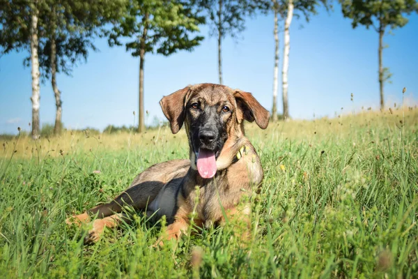 牧草地に横たわっているドイツの羊飼いの子犬の肖像画 彼はとても幸せだ — ストック写真