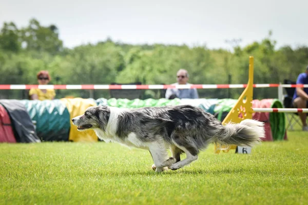 Avustralyalı çoban çeviklik içinde koşuyor. Harika bir akşam, Engel bir spor müsabakası için özel çeviklik eğitimi alıyor.
