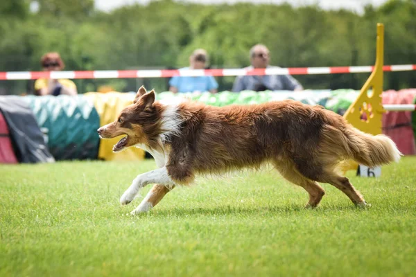 Australský Ovčák Běhá Agility Úžasný Večer Překážka Soukromou Agility Školení — Stock fotografie