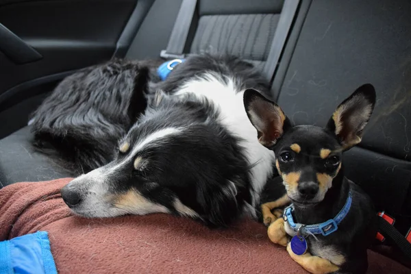 Cães Fronteira Collie Chihuahua Estão Dormindo Juntos Carro Quando Eles — Fotografia de Stock