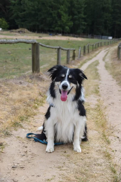 Border Collie Siedzi Polu Przyrodzie Pobliżu Latarni Morskiej Niemczech Przyrody — Zdjęcie stockowe