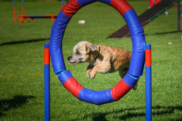 犬はタイヤでジャンプしている チェコ語の敏捷性プライベートトレーニングで素晴らしい一日 — ストック写真