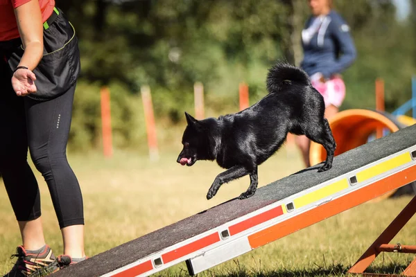 Crazy Schiperke Juoksee Agilitypuistossa Koirasahalla Hän Opettaa Uutta Kilpailulle — kuvapankkivalokuva