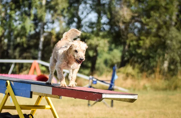 Crazy Dog Running Agility Park Dog See Saw Teachs New — Stock Photo, Image