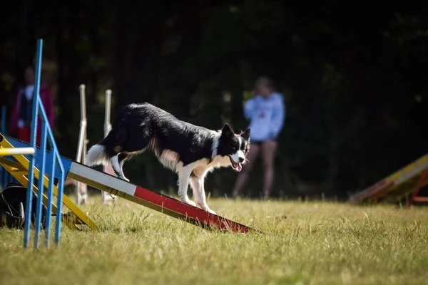 Crazy Border Collie Running Agility Park Dog See Saw Teachs — Stock Photo, Image