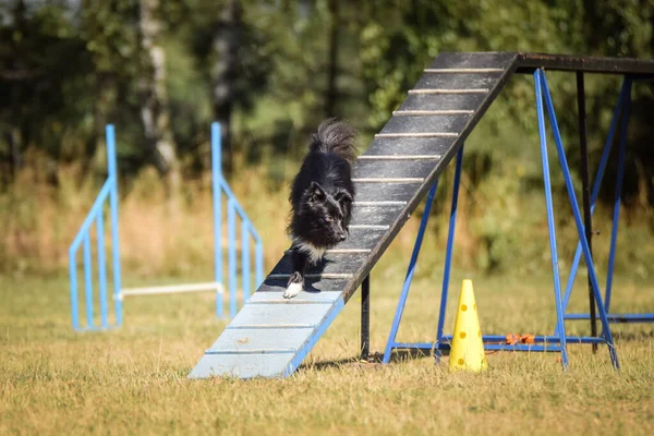 Pazzo Sheltie Esecuzione Agility Park Spasso Cani Insegna Cose Nuove — Foto Stock